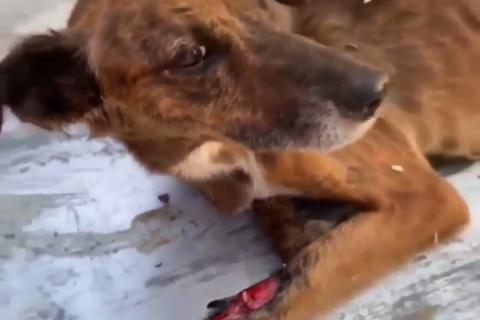 Приют